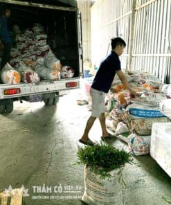 bán cỏ lá gừng