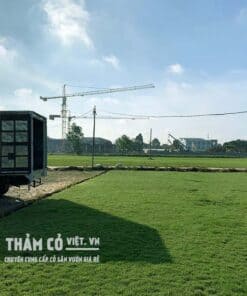 báo giá cỏ thái