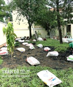 các loại cỏ trồng sân vườn