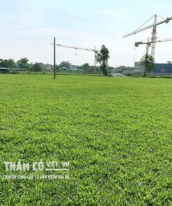 các loại cỏ trồng sân vườn