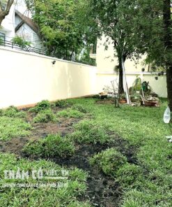 các loại cỏ sân vườn
