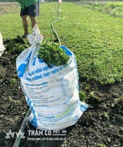 các loại cỏ trồng sân vườn