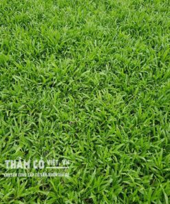 cách trồng cỏ