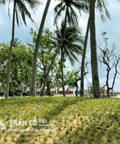 trồng cỏ lá gừng giá rẻ