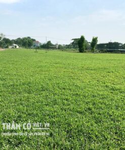 trồng cỏ lá gừng