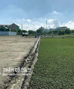 cách trồng cỏ sân vườn