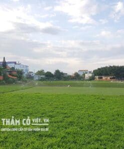 cỏ lá gừng