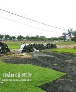 cỏ nhung thảm