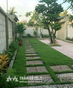 cỏ trồng sân vườn