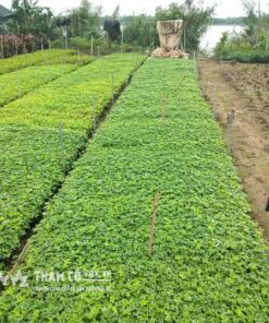 cỏ trồng sân vườn 2