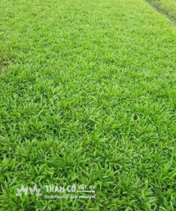 trồng cỏ sân vườn