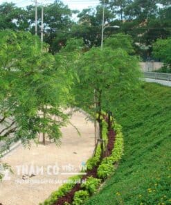 cỏ xuyến chi