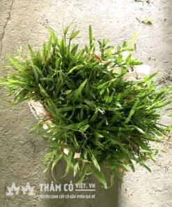 cung cấp cỏ gừng