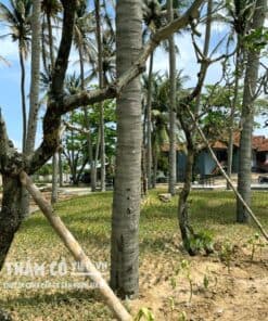 DỊCH VỤ TRỒNG CỎ