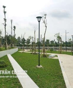 dịch vụ trồng cỏ