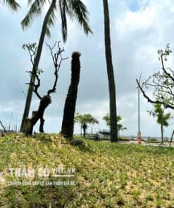 dịch vụ trồng cỏ gừng