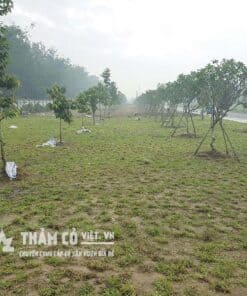 dịch vụ trồng cỏ.