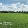 giá cỏ gừng