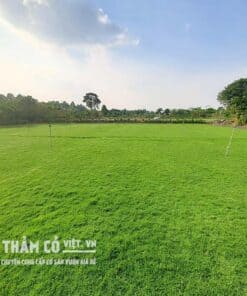 giá cỏ trồng sân vườn
