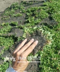 trồng cỏ gừng thái