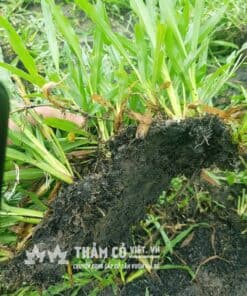 trồng cỏ giá rẻ