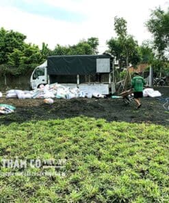 trồng cỏ lá gừng