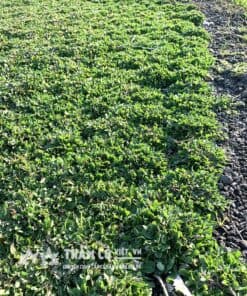 trồng cỏ lá gừng thái