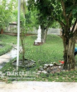 trồng cỏ lá gừng thái