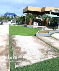 trồng cỏ nhung nhật