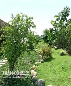 trồng cỏ sân vườn 1