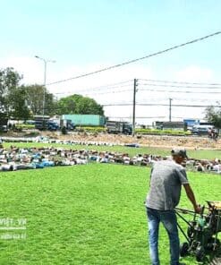 GIÁ 1M2 CỎ NHUNG NHẬT