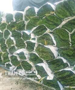 báo giá trồng cỏ nhật