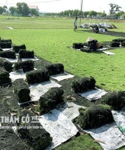 các loại cỏ trồng sân vườn