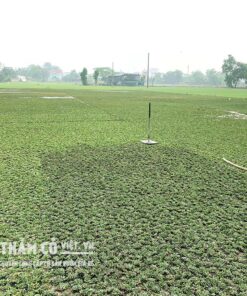 cách trồng cỏ gừng thái