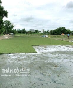 cỏ nhung nhật