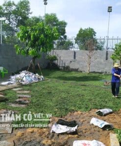 cỏ nhung nhật giá rẻ