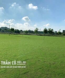 cỏ nhung sân vườn