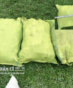 cỏ trồng sân vườn đẹp