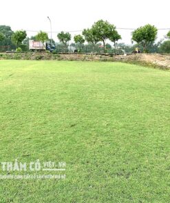 giá cỏ nhung nhật