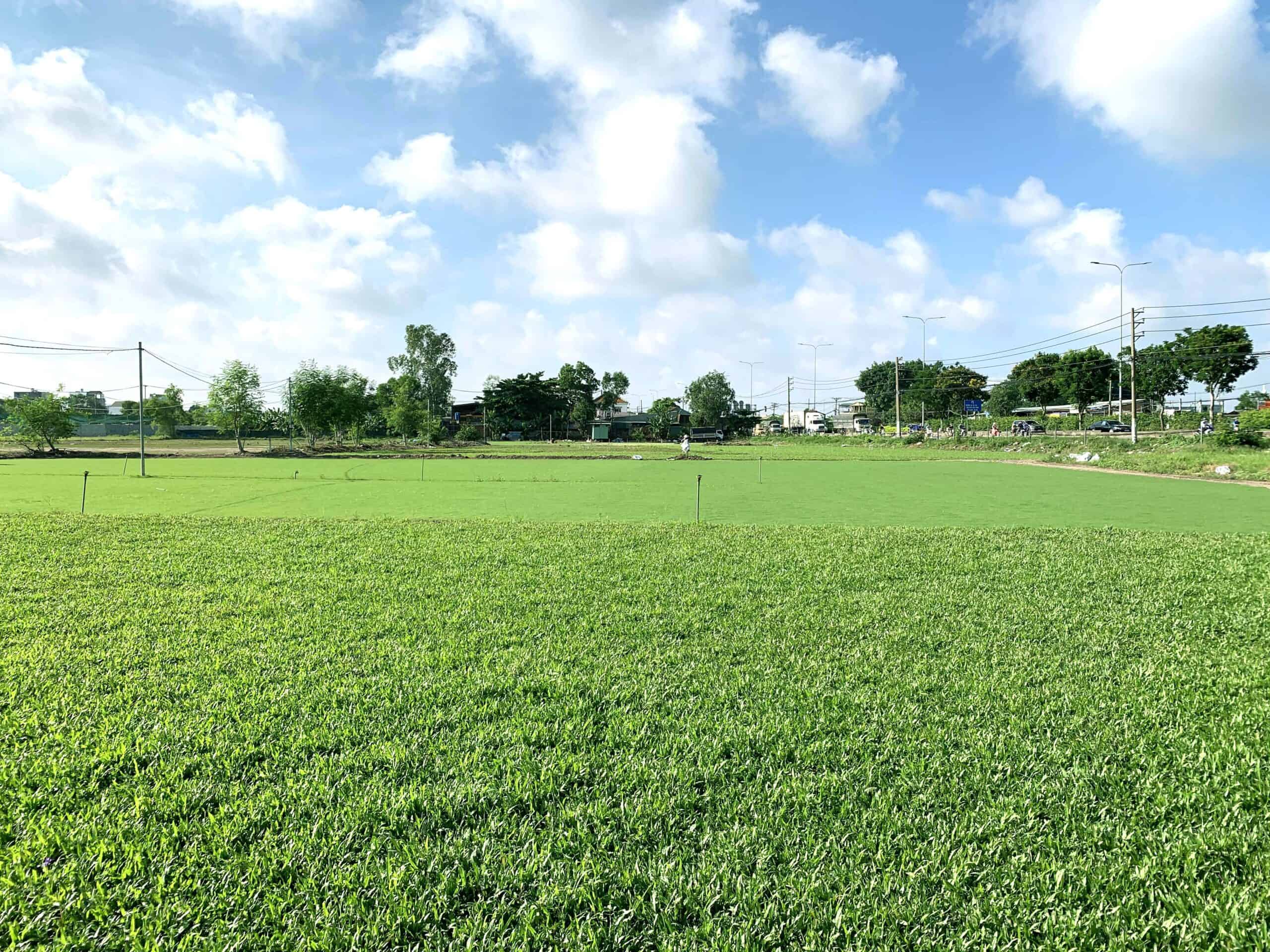 mua thảm cỏ tự nhiên giá rẻ