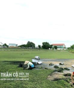 thảm cỏ sân vườn