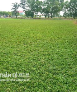 trồng cỏ gừng thái