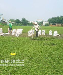 trồng cỏ thái