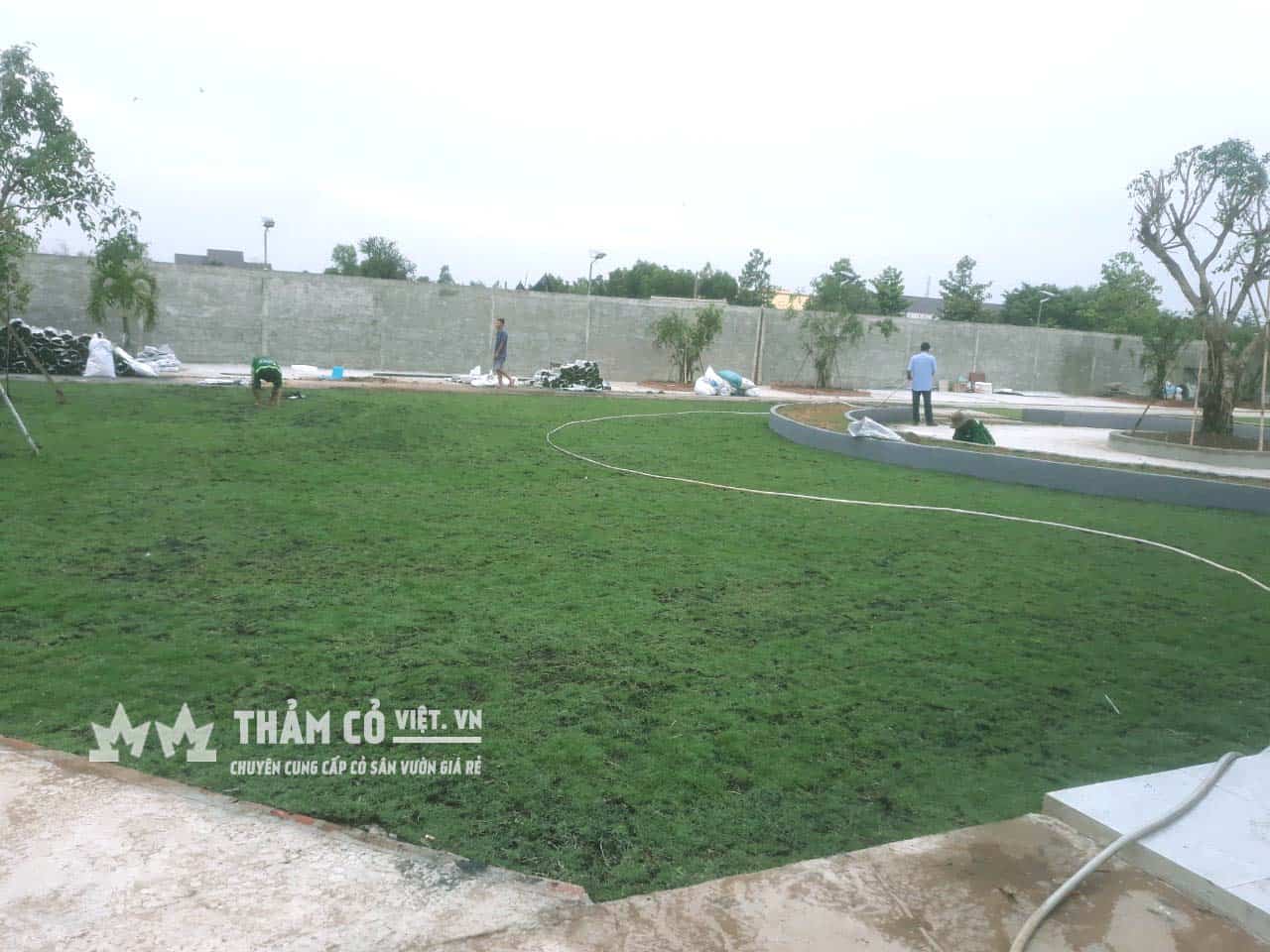 bán cỏ nhật thảm cỏ việt