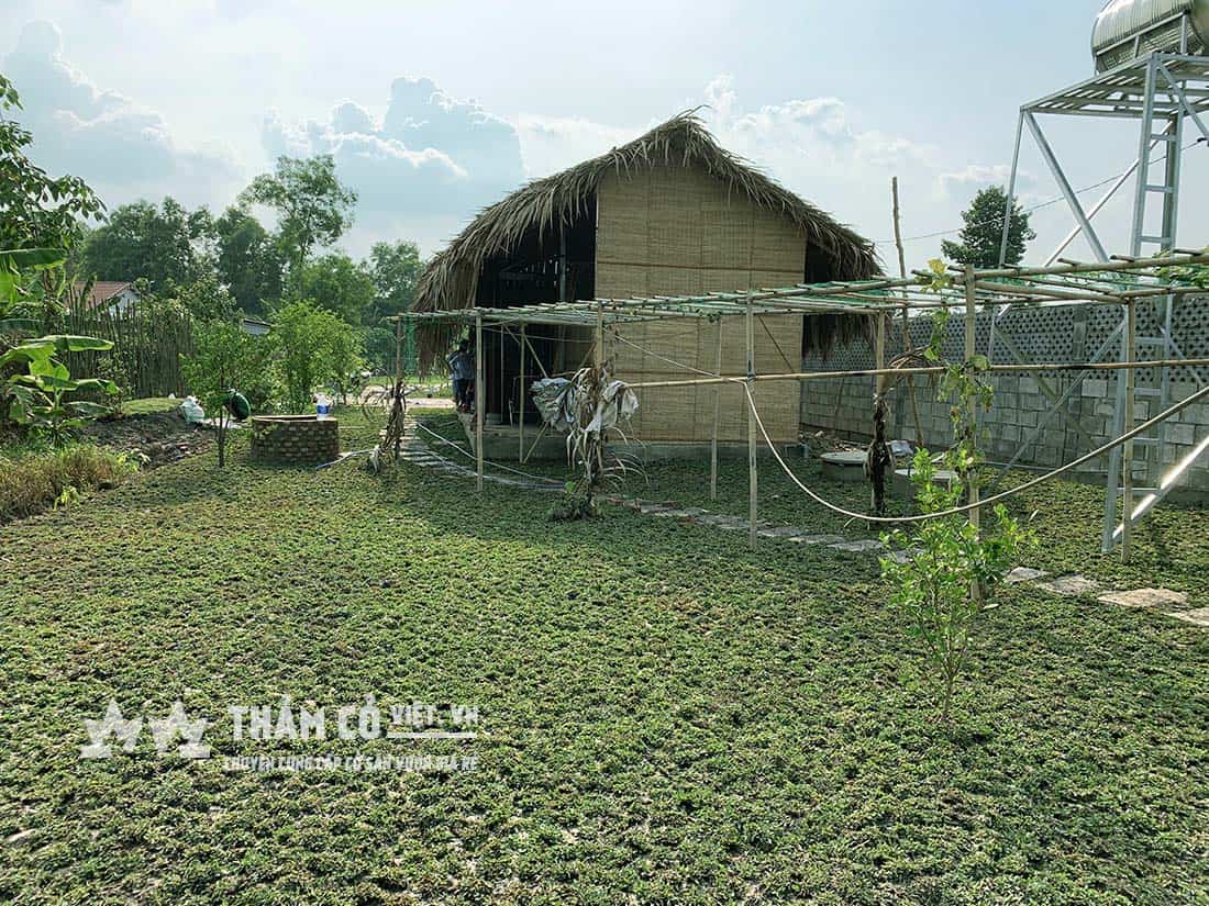 các loại cỏ sân vườn