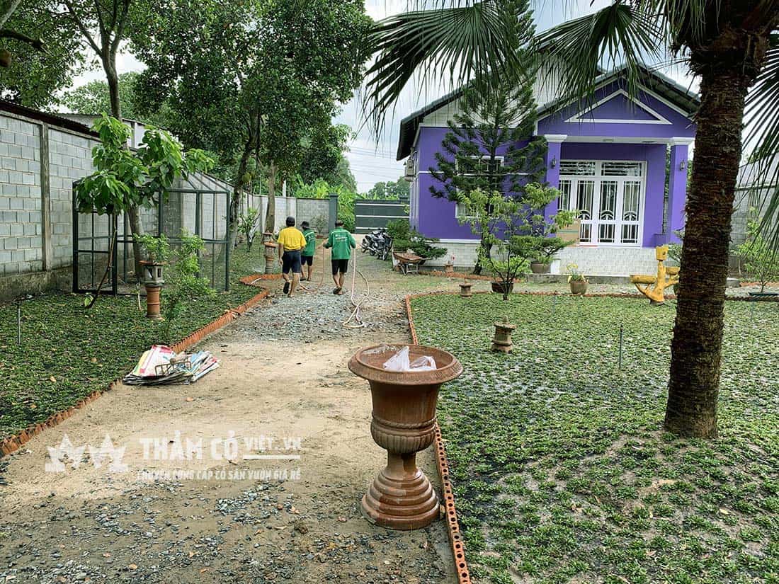 các cỏ thảm trồng sân vườn