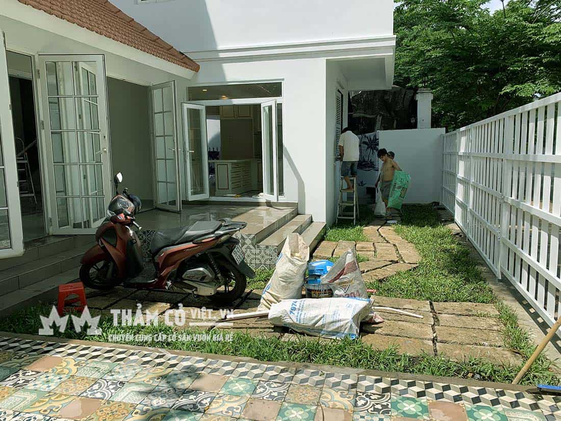 cách trồng cỏ gừng