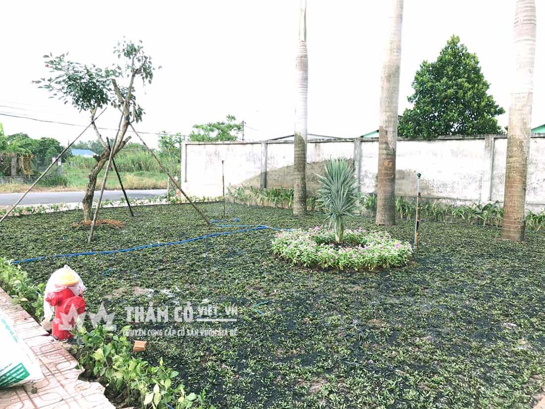cách trồng cỏ lá gừng thái