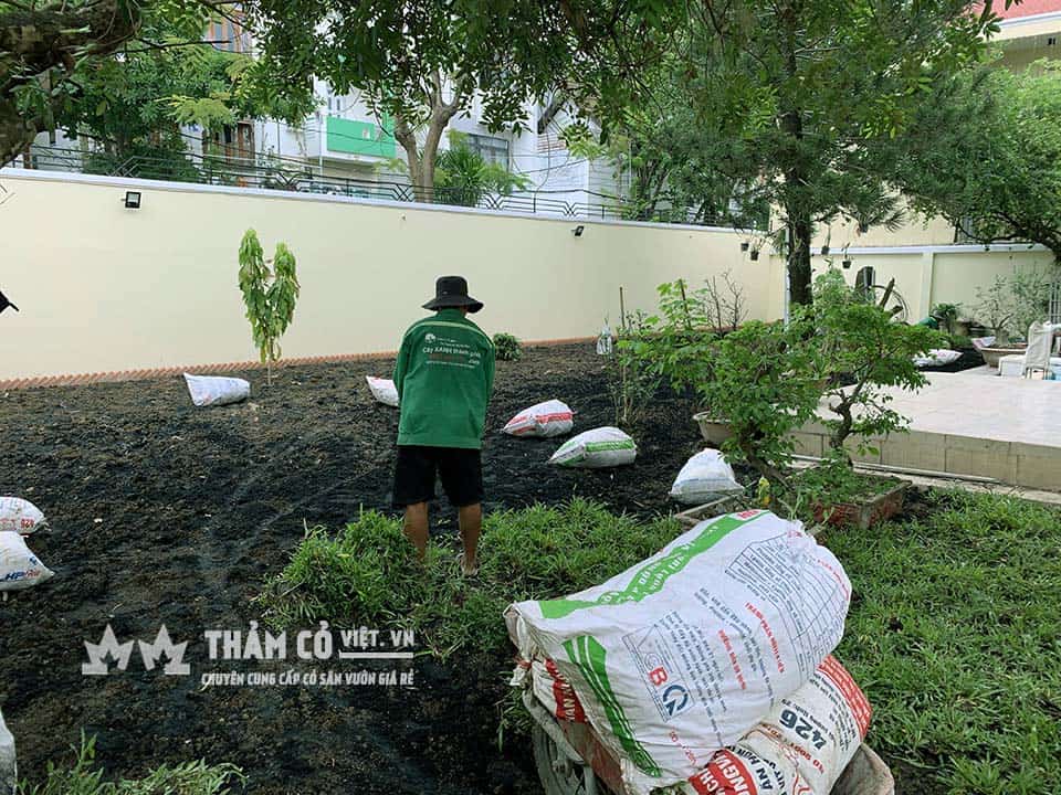 cách trồng cỏ lạc dại