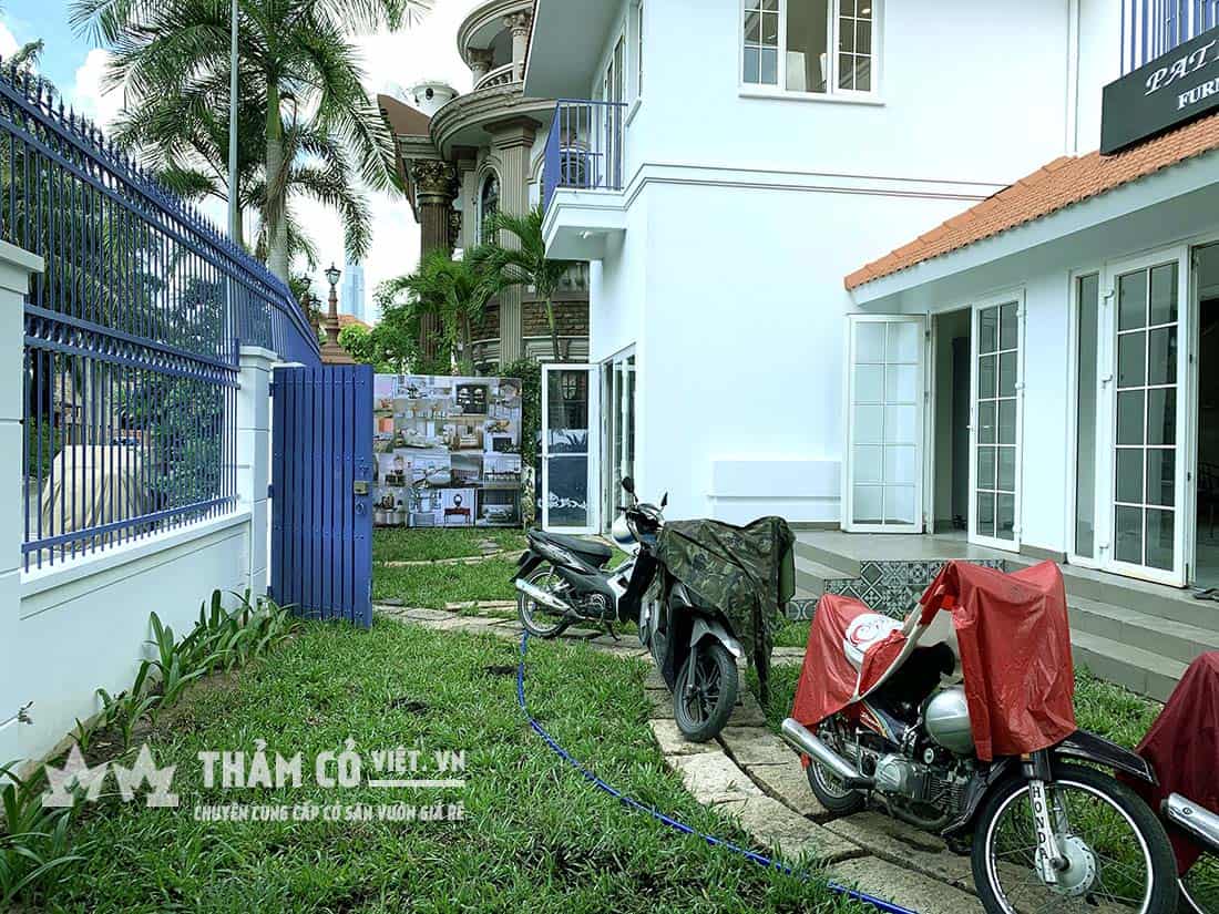 cỏ cảnh sân vườn